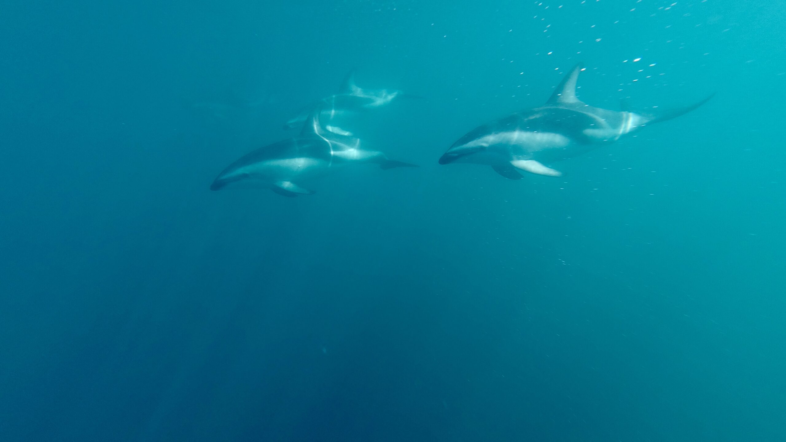 Delfinschwimmen